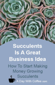 Succulents Is A Great Business Idea - Succulent plants